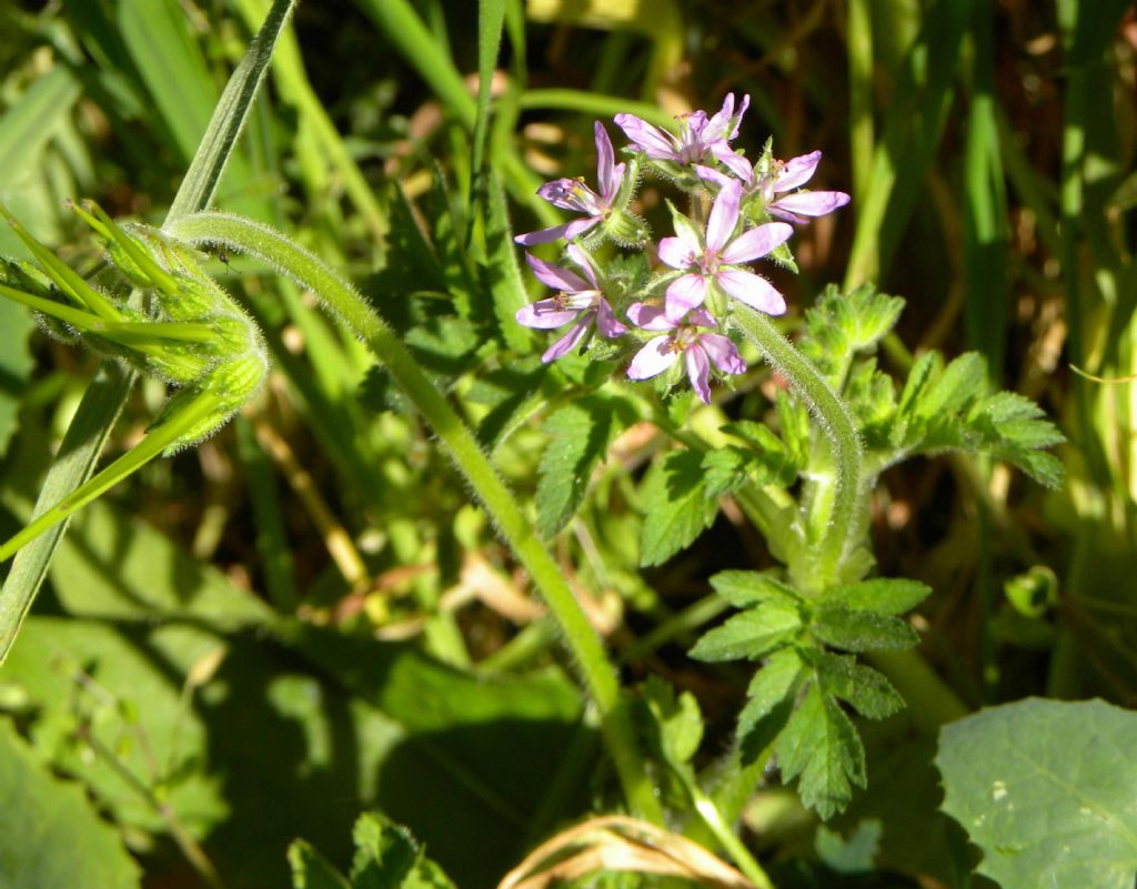 Erodium moschatum / Becco di gr aromatico